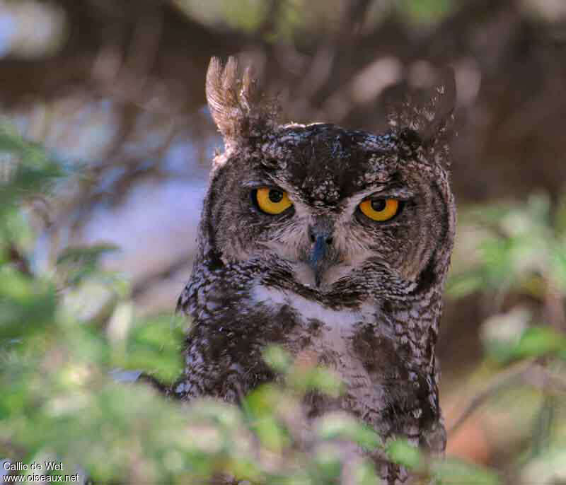 Spotted Eagle-Owladult, close-up portrait