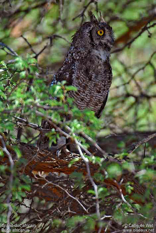 Grand-duc africainadulte