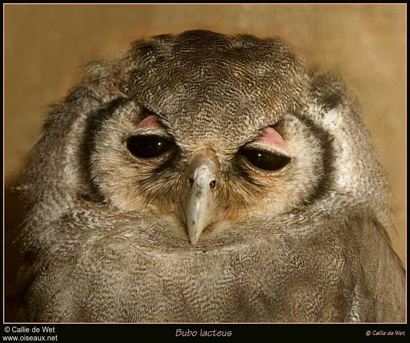 Verreaux's Eagle-Owl