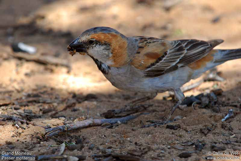 Great Sparrow male adult