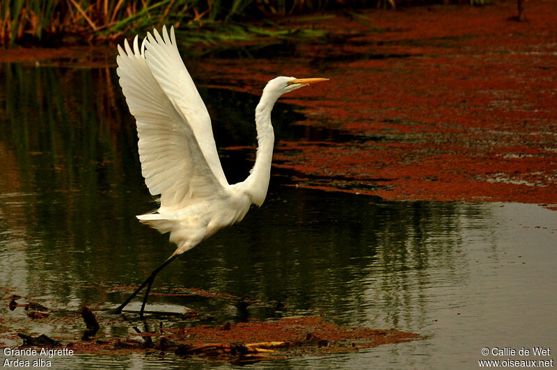 Great Egret