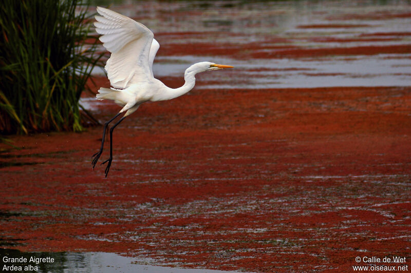 Great Egret