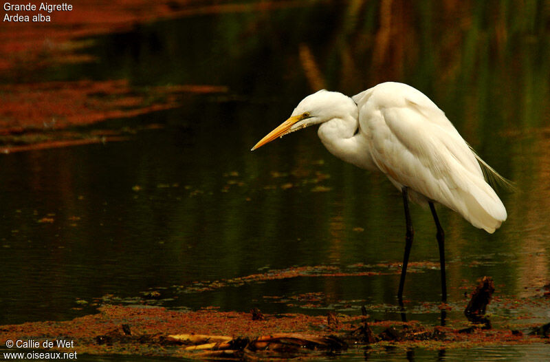 Grande Aigrette