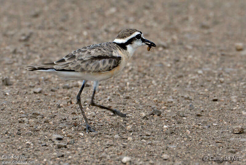 Kittlitz's Ploveradult breeding, feeding habits