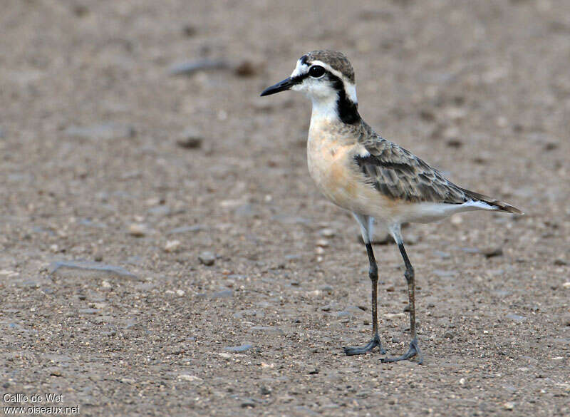 Kittlitz's Plover female adult breeding, identification