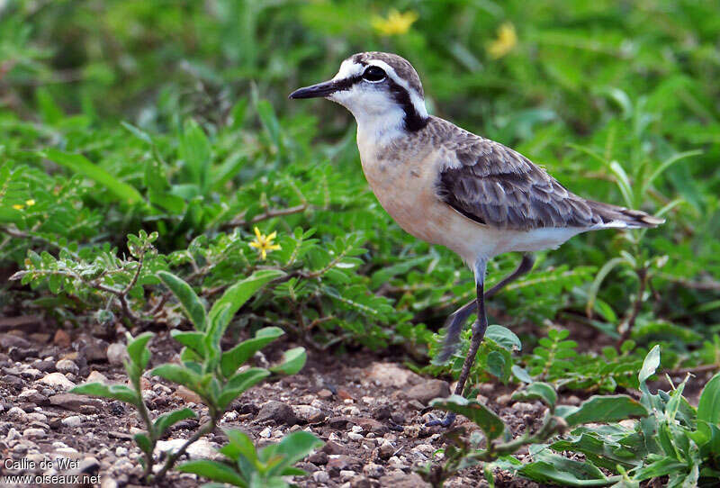 Kittlitz's Ploveradult breeding, identification