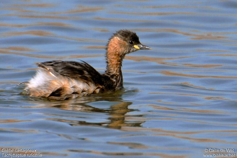 Little Grebe