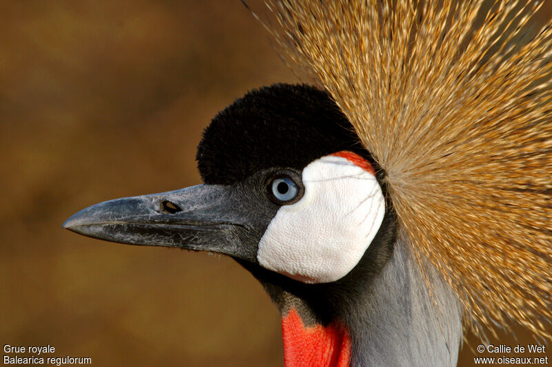 Grey Crowned Crane