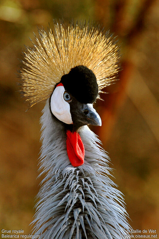 Grey Crowned Crane