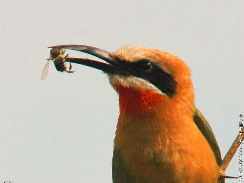 White-fronted Bee-eateradult