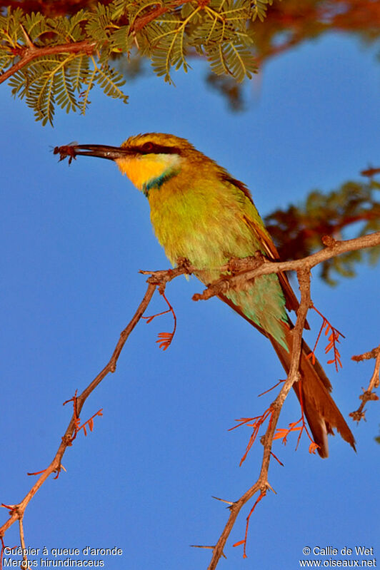 Swallow-tailed Bee-eateradult