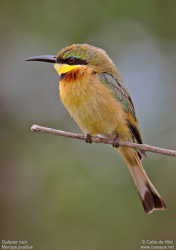 Little Bee-eater