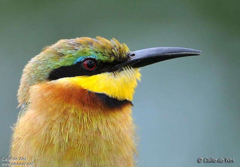 Guêpier nainadulte, portrait