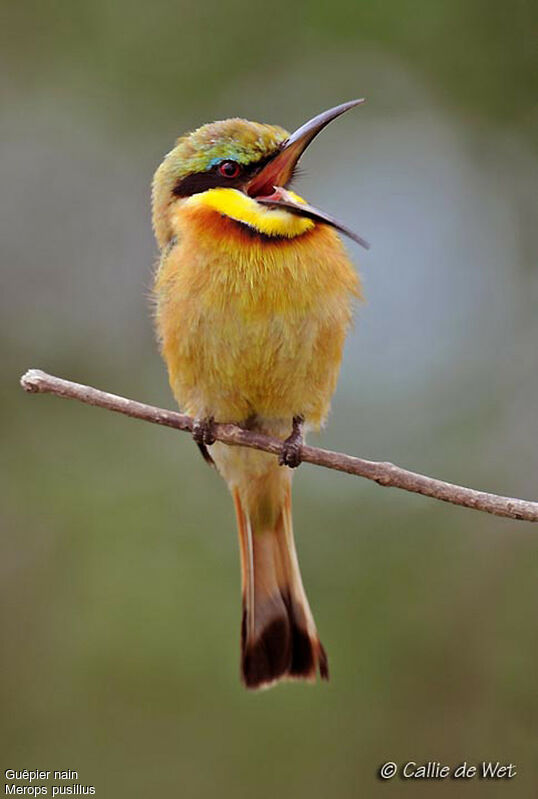 Little Bee-eater