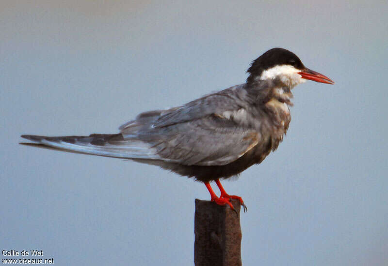 Whiskered Ternsubadult