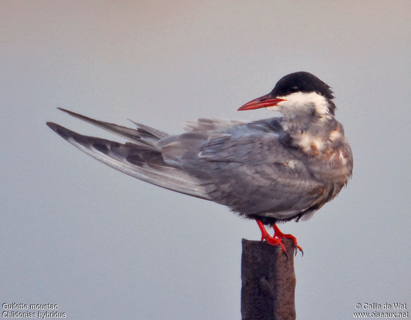 Whiskered Ternsubadult