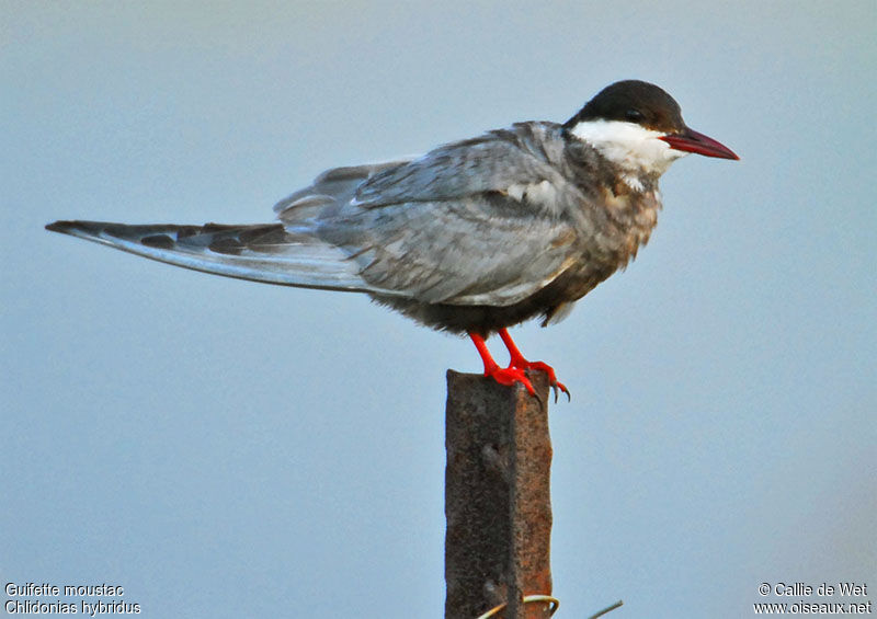 Whiskered Ternsubadult