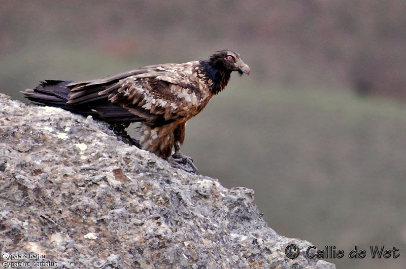 Bearded Vultureimmature