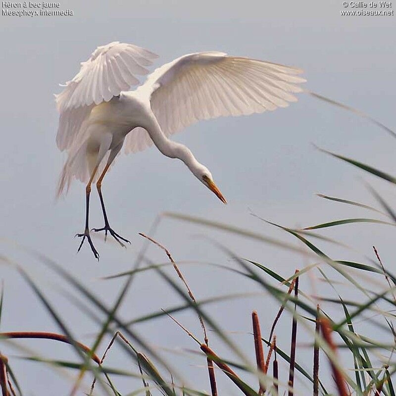 Yellow-billed Egretadult breeding