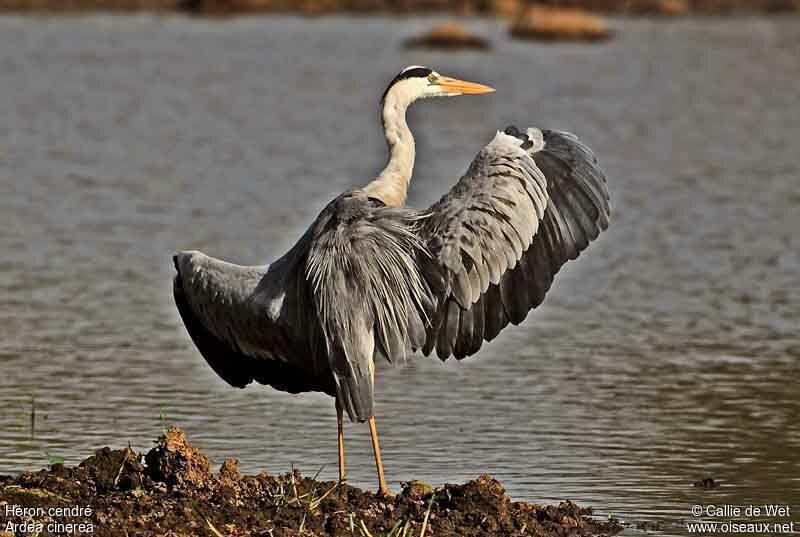 Grey Heronadult