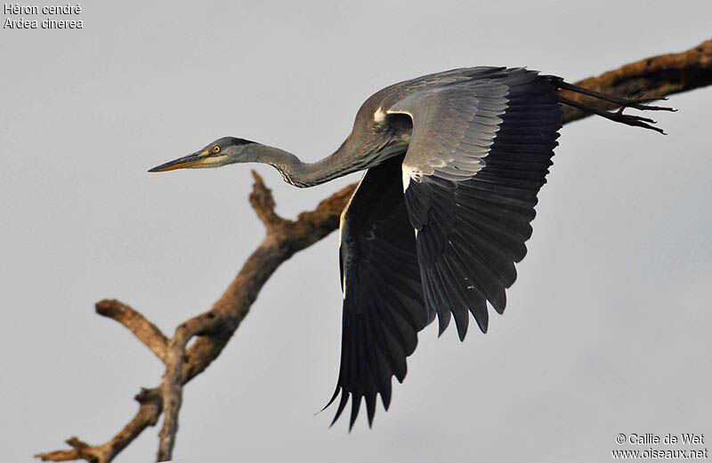 Grey Heronadult