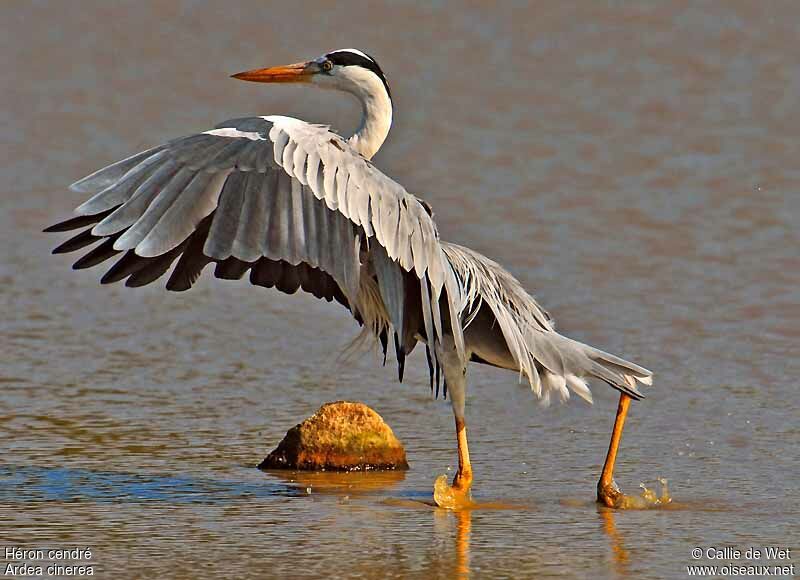 Grey Heronadult