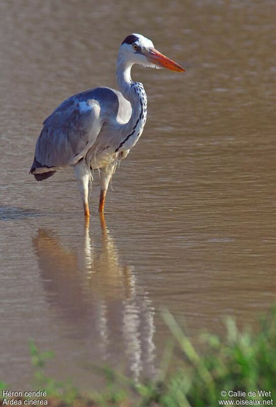 Grey Heronadult