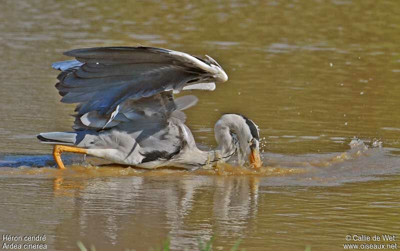 Grey Heronadult