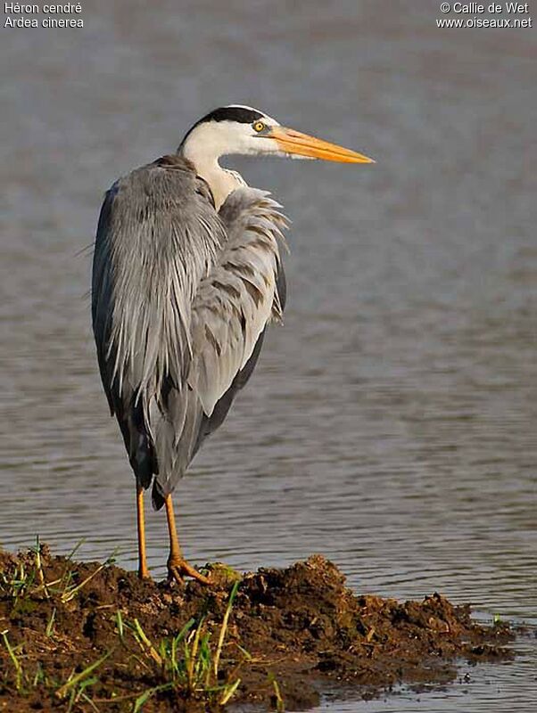 Grey Heronadult