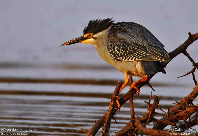 Héron des mangrovesadulte
