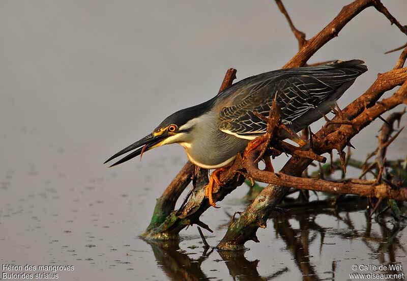 Héron des mangrovesadulte