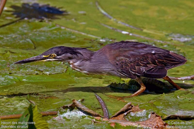 Héron des mangroves