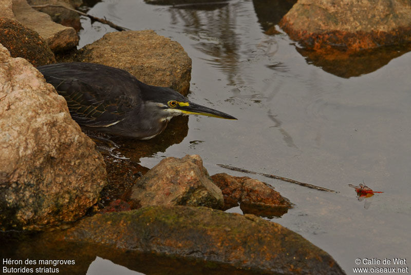 Héron des mangrovesadulte