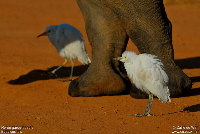 Western Cattle Egret