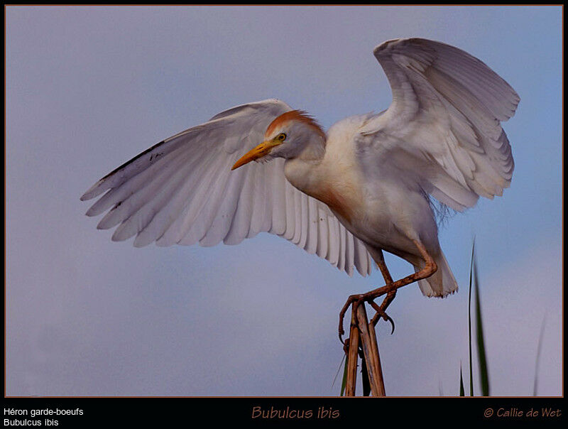 Western Cattle Egretadult