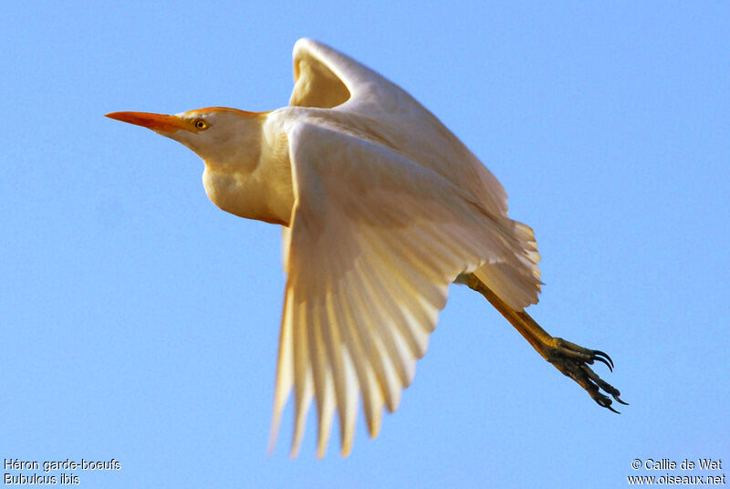 Western Cattle Egretadult