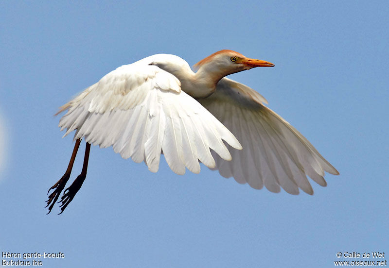 Western Cattle Egretadult