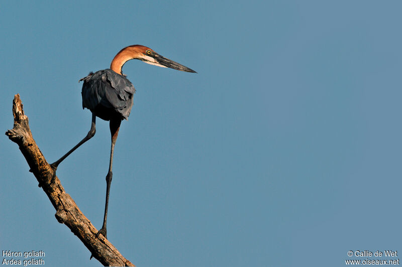 Goliath Heron