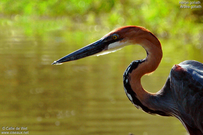 Goliath Heron