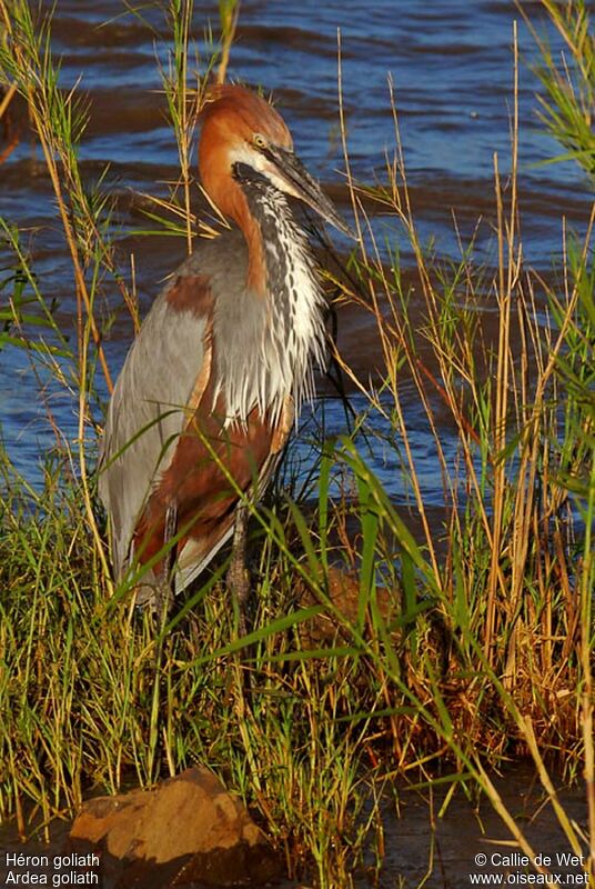 Goliath Heron