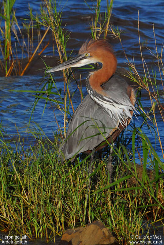 Goliath Heron