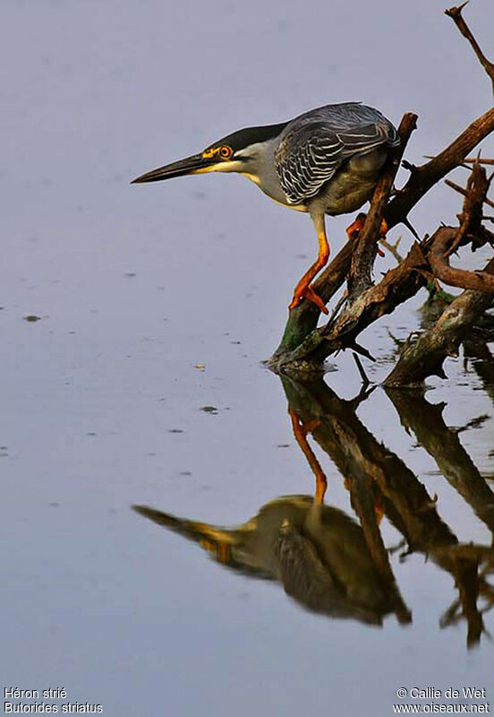 Striated Heronadult