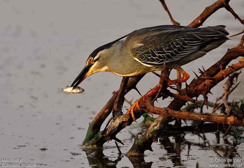 Striated Heronadult