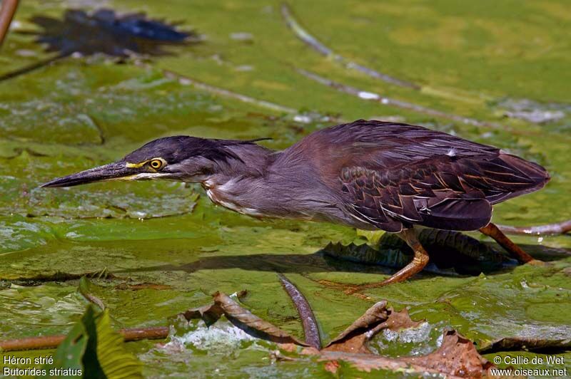 Striated Heronadult