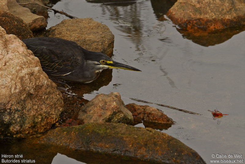 Striated Heronadult