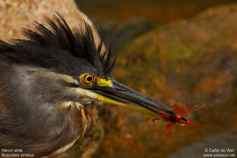 Striated Heron