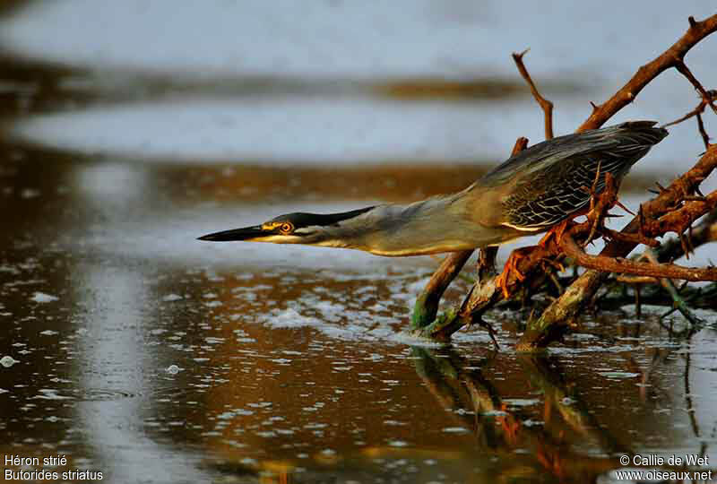 Striated Heronadult