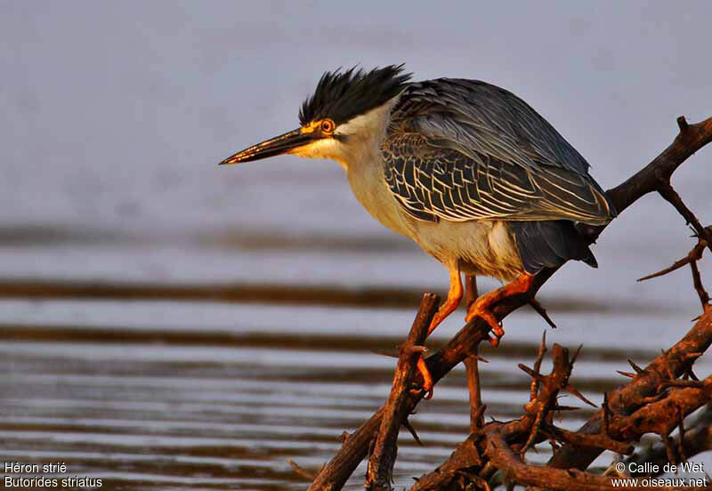 Striated Heronadult