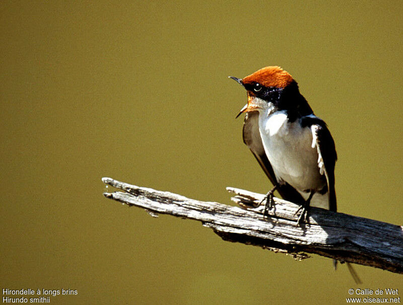 Hirondelle à longs brinsadulte