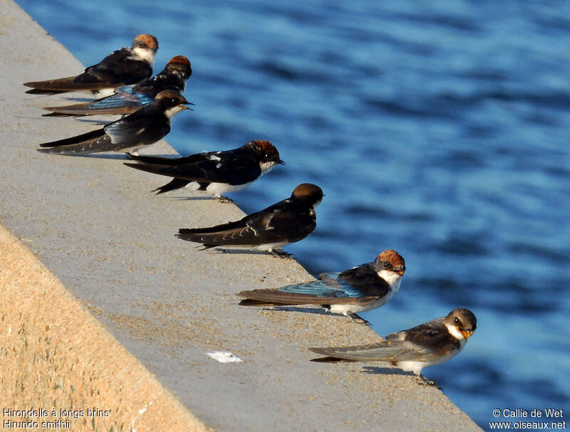 Wire-tailed Swallowadult